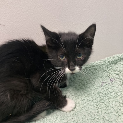 SPORTY SPICE - Domestic Shorthair / Mix available for adoption
