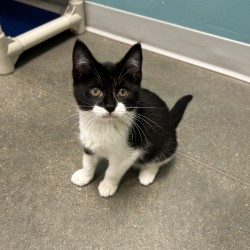 LASZLO - Domestic Shorthair / Mix available for adoption