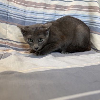 FANTA - Domestic Shorthair / Mix for adoption in Rockford