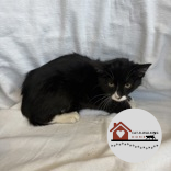 BLACK BEAN - Domestic Shorthair / Mix available for adoption