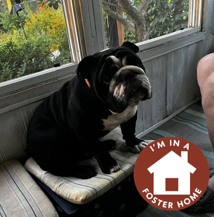 WHISKEY - English Bulldog / Mix available for adoption