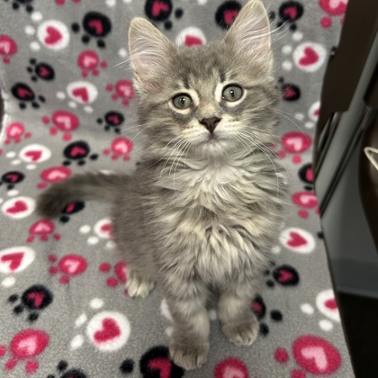 BAYLEAF - Domestic Medium Hair / Mix available for adoption