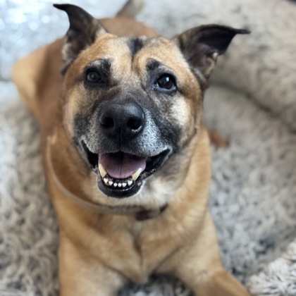 BEAU - Mixed Breed, Medium (up to 44 lbs fully grown) / Mix available for adoption