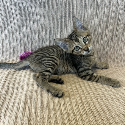 SATURN - Domestic Shorthair / Mix available for adoption
