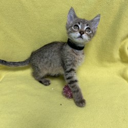 BMO - Domestic Shorthair / Mix available for adoption