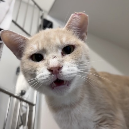 TURKEY - Domestic Shorthair / Mix available for adoption