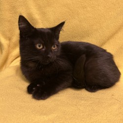JETTA - Domestic Shorthair / Mix available for adoption