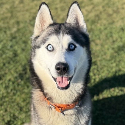 NEKO - Alaskan Husky / Mix available for adoption