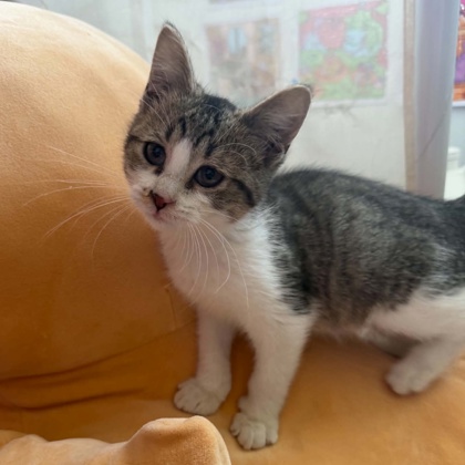 RUGER - Domestic Shorthair / Mix available for adoption