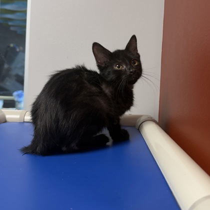 BOUGIE - Domestic Shorthair / Mix available for adoption