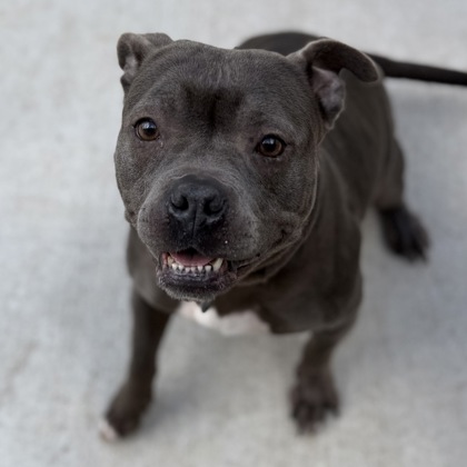 BAILEY - Mixed Breed, Medium (up to 44 lbs fully grown) / Mix available for adoption