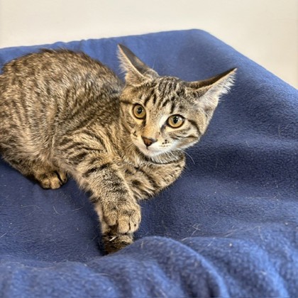 ANGELO - Domestic Shorthair / Mix available for adoption