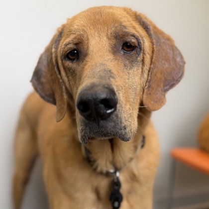 JAX - Mixed Breed, Large (over 44 lbs fully grown) / Mix available for adoption