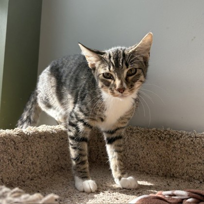 DORITOS - Domestic Shorthair / Mix available for adoption