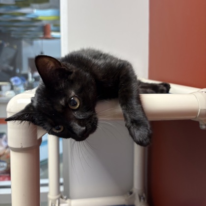 ARBY'S - Domestic Shorthair / Mix available for adoption