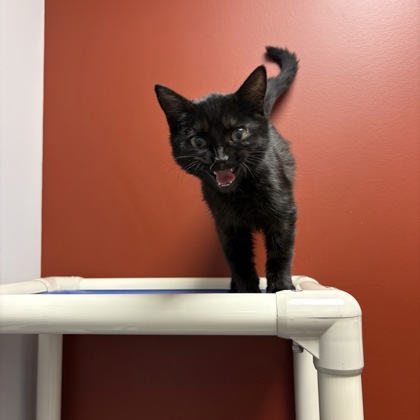 ARBY'S - Domestic Shorthair / Mix available for adoption
