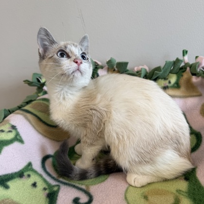 BELLADONNA - Siamese / Mix available for adoption