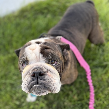 MOCHA - English Bulldog / Mix available for adoption