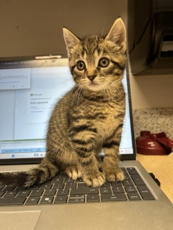 PUSS IN BOOTS - Domestic Shorthair / Mix available for adoption