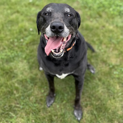 BAILEY - Mixed Breed, Large (over 44 lbs fully grown) / Mix available for adoption