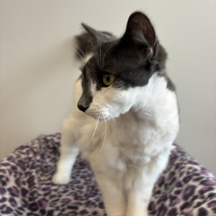 LION - Domestic Shorthair / Mix available for adoption