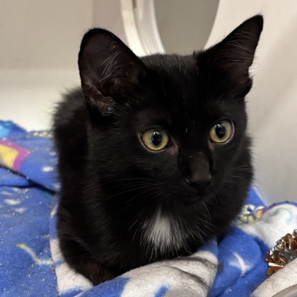 NIBBLES - Domestic Medium Hair / Mix available for adoption