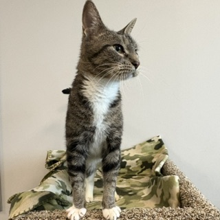 BROOKE - Domestic Shorthair / Mix available for adoption