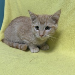 GOLFIE - Domestic Shorthair / Mix available for adoption