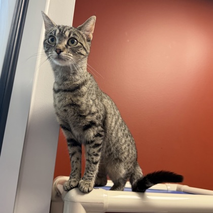 VAGHAR - Domestic Shorthair / Mix available for adoption
