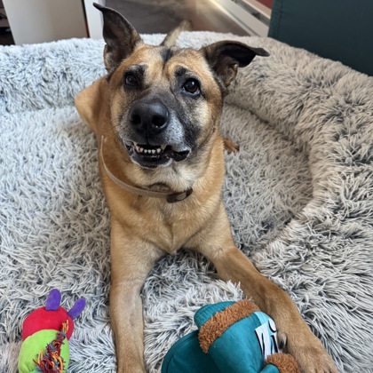 BEAU - Mixed Breed, Medium (up to 44 lbs fully grown) / Mix available for adoption