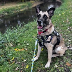 KEIFER - Mixed Breed, Large (over 44 lbs fully grown) / Mix available for adoption