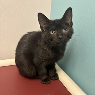 TUNDRA - Domestic Shorthair / Mix available for adoption