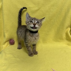 BMO - Domestic Shorthair / Mix available for adoption