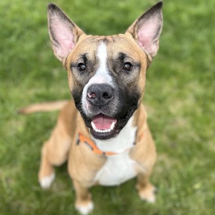 BRUNO - Mixed Breed, Medium (up to 44 lbs fully grown) / Mix available for adoption
