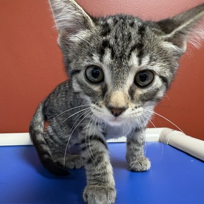 ACORN - Domestic Shorthair / Mix available for adoption