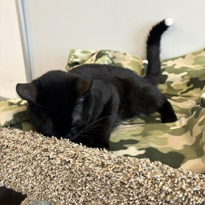 BURT - Domestic Shorthair / Mix available for adoption