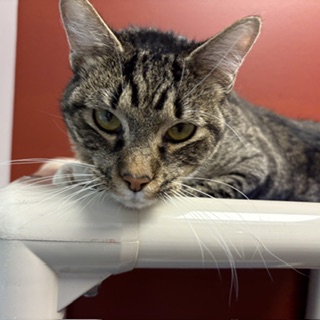 CAROLINE - Domestic Shorthair / Mix available for adoption