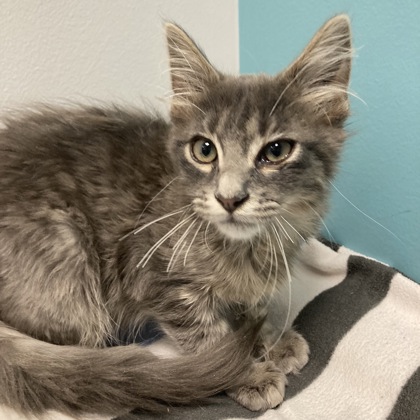 BOBBY - Domestic Medium Hair / Mix available for adoption