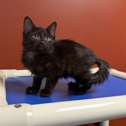 BOUGIE - Domestic Shorthair / Mix available for adoption