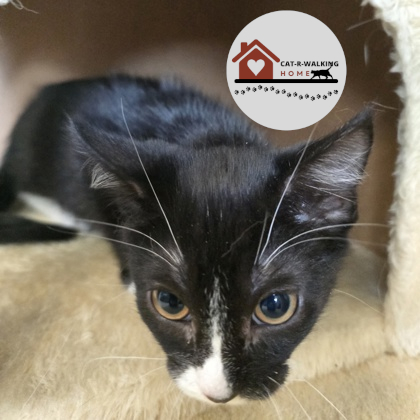 GARBANZO BEAN - Domestic Shorthair / Mix available for adoption