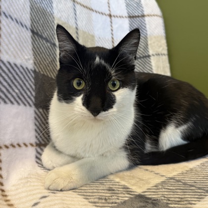 FRANKENSTEIN - Domestic Shorthair / Mix available for adoption