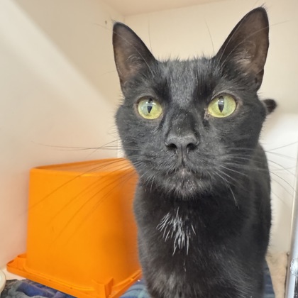 CHARON - Domestic Shorthair / Mix available for adoption
