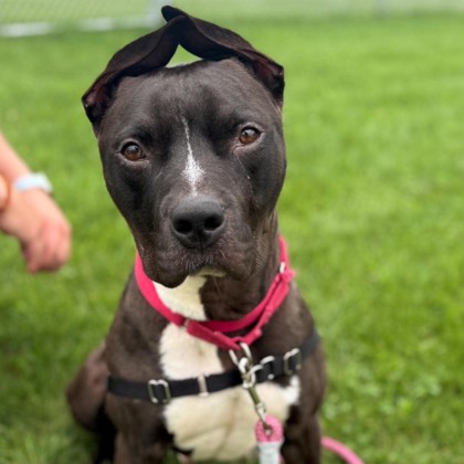 MOOSE - Mixed Breed, Medium (up to 44 lbs fully grown) / Mix for adoption in Rockford