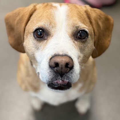 LILLY PAD - Mixed Breed, Medium (up to 44 lbs fully grown) / Mix available for adoption