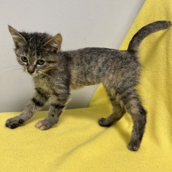 RAINICORN - Domestic Shorthair / Mix available for adoption