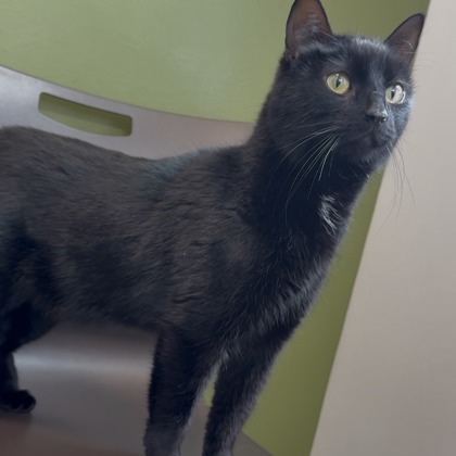 CHARON - Domestic Shorthair / Mix for adoption in Rockford