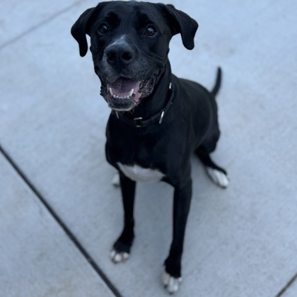 ROSCOE - Mixed Breed, Large (over 44 lbs fully grown) / Mix available for adoption