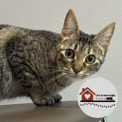 IRIS - Domestic Shorthair / Mix for adoption in Rockford