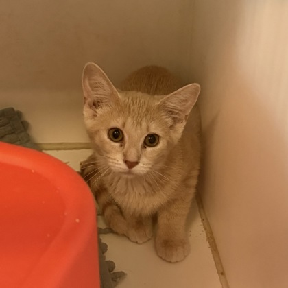 CANDICE - Domestic Shorthair / Mix available for adoption