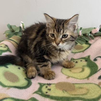 BRAMBLECLAW - Domestic Medium Hair / Mix available for adoption
